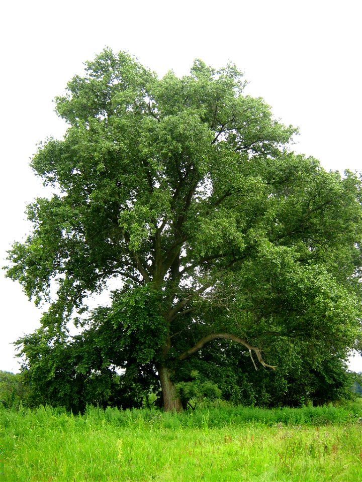 Havelländisches Luch, solitäre Pappel, die äußerlich alle Merkmale einer echten Schwarzpappel (Populus nigra) aufweist. Höhe 27 m, Durchmesser (BHD) 126 cm, entspricht 13 Vfm (m³) Derbholz.