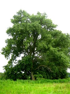 Havelländisches Luch, solitäre Pappel, die äußerlich alle Merkmale einer echten Schwarzpappel (Populus nigra) aufweist. Höhe 27 m, Durchmesser (BHD) 126 cm, entspricht 13 Vfm (m³) Derbholz.