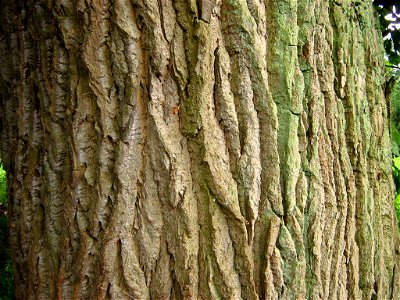 Stamm einer Schwarzpappel (Populus-cf-nigra) im Havelländischen Luch bei Dammersdorf. Durchmesser (BHD): 126 cm