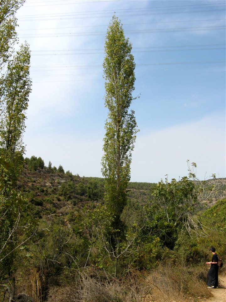 Populus nigra (most likely cultivar 'Afghanica') in Yoel Wadi in Jerusalem area Israel