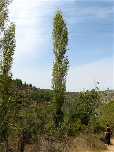 Populus nigra (most likely cultivar 'Afghanica') in Yoel Wadi in Jerusalem area Israel