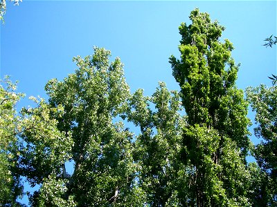 Black Poplar (Populus nigra) and Populus × canadensis in Békés town (Hungary)