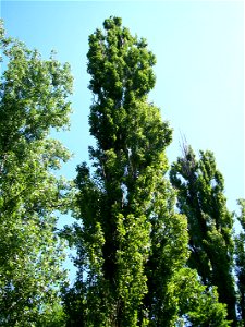 Black Poplar (Populus nigra)  in Békés town (Hungary)