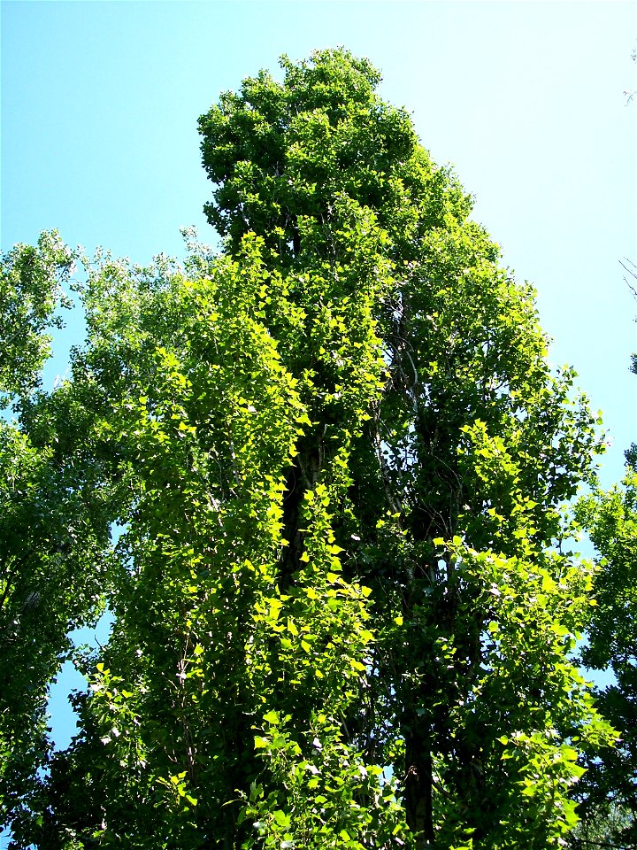Black Poplar (Populus nigra)  in Békés town (Hungary)