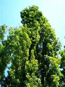 Black Poplar (Populus nigra)  in Békés town (Hungary)