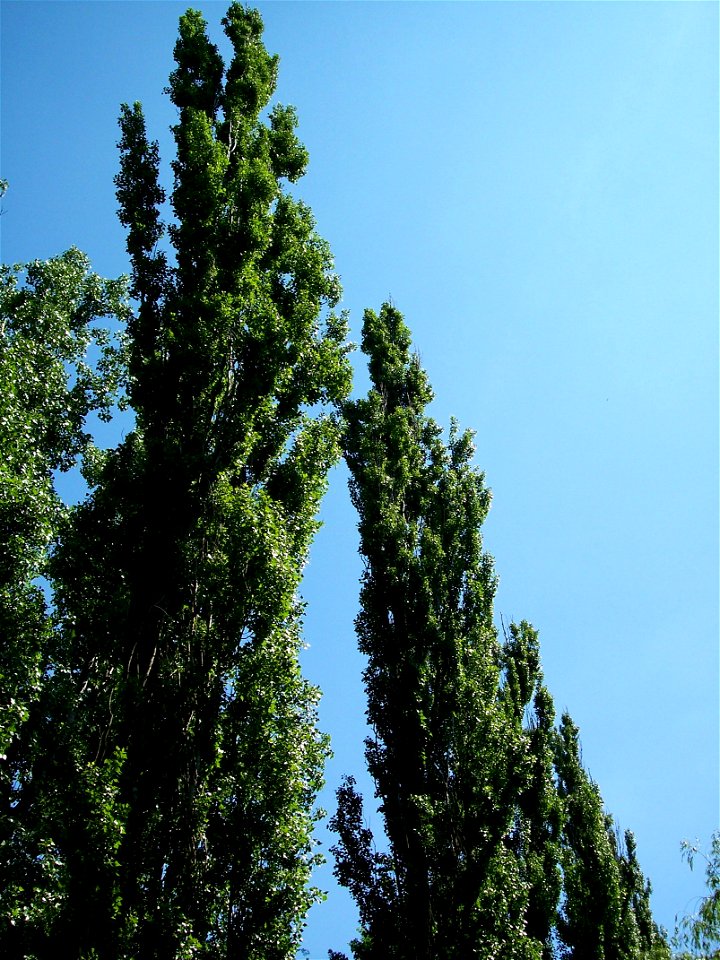 Black Poplar (Populus nigra)  in Békés town (Hungary)