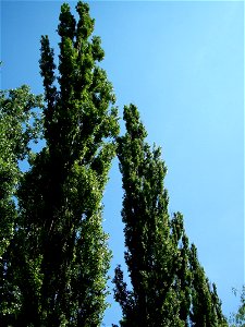 Black Poplar (Populus nigra)  in Békés town (Hungary)