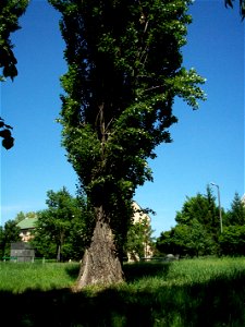Black Poplar (Populus nigra)  in Békés town (Hungary)