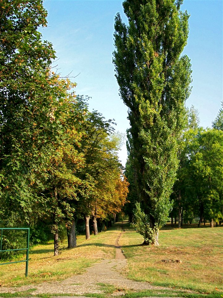 Black Poplar (Populus nigra)  in Békés town (Hungary)