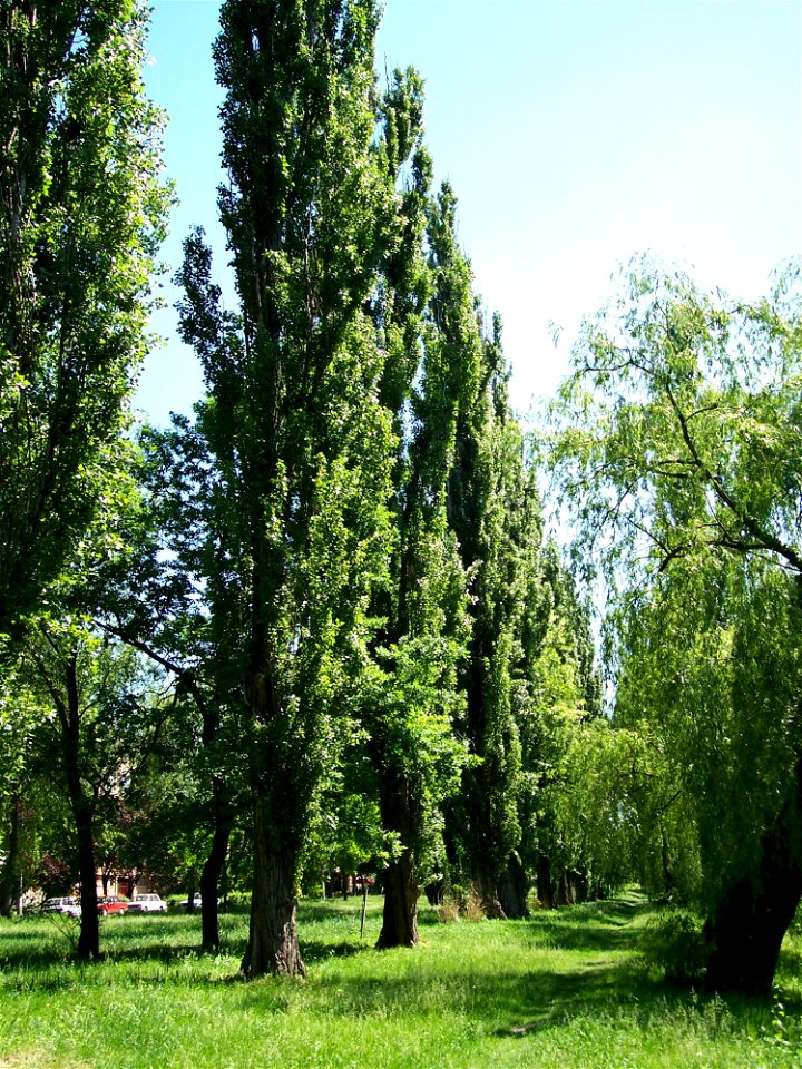Black Poplars (Populus nigra) next to Élővíz-csatorna canal in Békés town (Hungary)