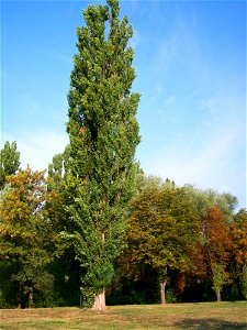 Black Poplar (Populus nigra) in Békés town (Hungary) photo