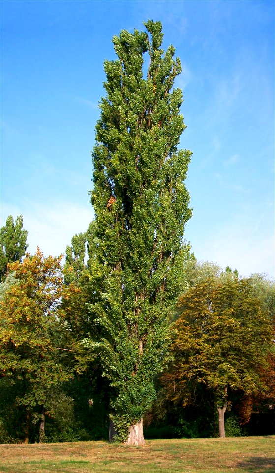 Black Poplar (Populus nigra - Plantierensis Group)  in Békés town (Hungary)