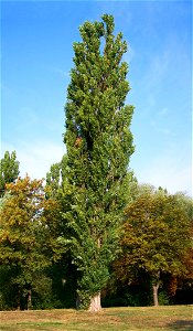 Black Poplar (Populus nigra - Plantierensis Group) in Békés town (Hungary) photo