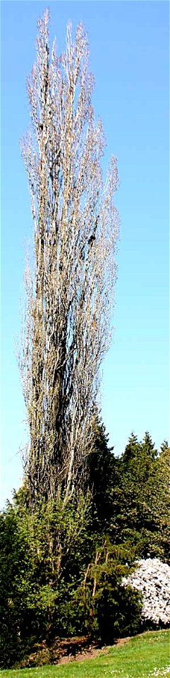 Populus nigra 'Italica', Brno, CZ