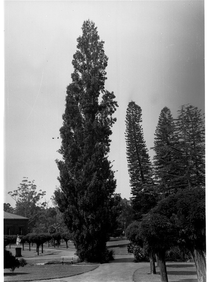 Populus nigra cultivar, Adelaide Botanic Gardens