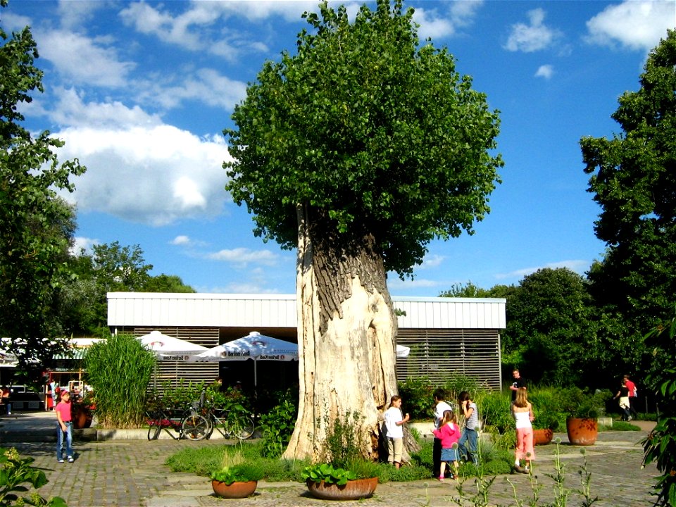 Stubben einer riesigen Schwarzpappel mit frischem Austrieb im Park der Freundschaftsinsel. Die Freundschaftsinsel ist eine Havelinsel in Potsdam.