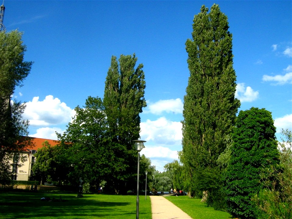 Pyramidenpappeln Populus nigra 'Plantierensis' auf der Freundschaftsinsel. Die Freundschaftsinsel ist eine Havelinsel in Potsdam.