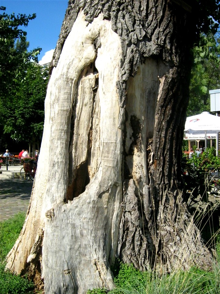 Stubben einer riesigen Schwarzpappel mit frischem Austrieb im Park der Freundschaftsinsel. Die Freundschaftsinsel ist eine Havelinsel in Potsdam.