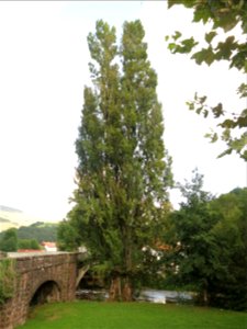 Populus nigra 'Italica' near the river Nive des Aldudes in Saint-Étienne-de-Baïgorry (Pyrénées-Atlantiques, France).