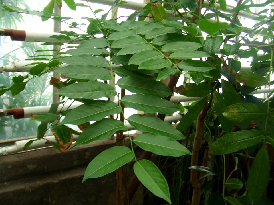 Phyllanthus acidus, picture taken at the Botanische tuin TU Delft in Delft, The Netherlands