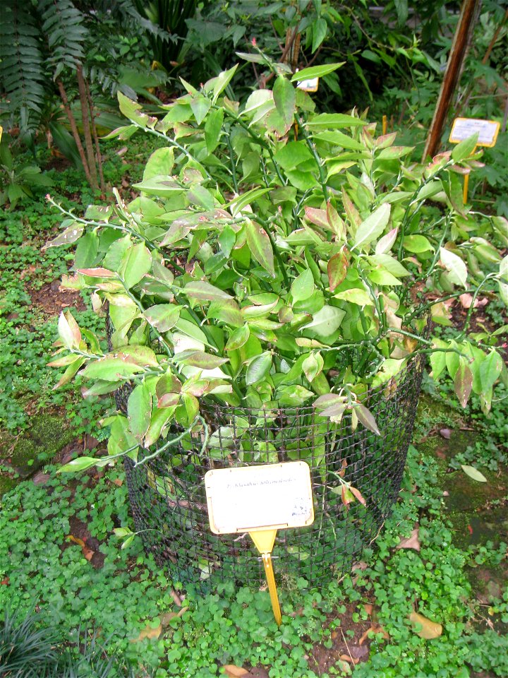 Pedilanthus tithymaloides. Plant specimen in the Hong Kong Zoological and Botanical Gardens, Hong Kong.