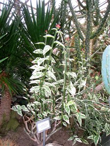 Euphorbia tithymaloides specimen in the Buffalo and Erie Country Botanical Gardens, Buffalo, New York, USA.