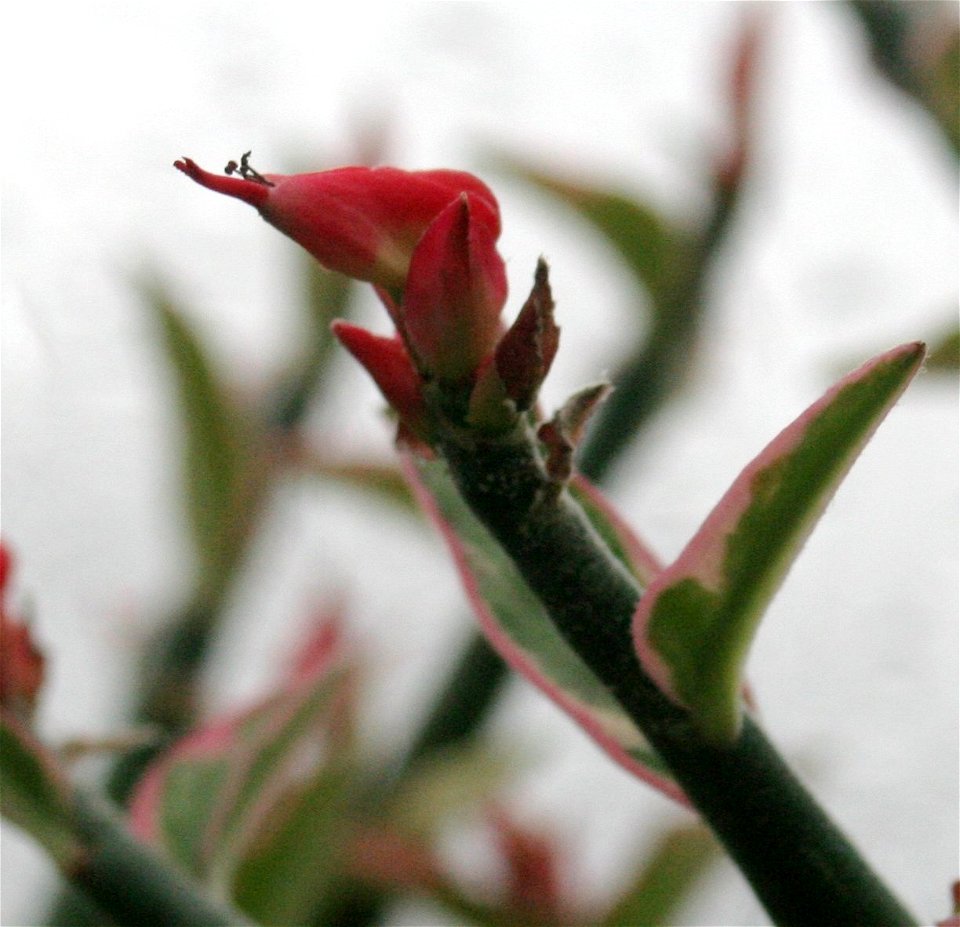 Euphorbia tithymaloides

Redbird Flower (Pedilanthus tithymaloides 'Variegatus') at the Buffalo and Erie County Botanical Gardens.