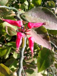 கண்ணாடிக் கள்ளி Botanical name- Euphorbia tithymaloides Common names - Buck-thorn Garden plant; Root is emetic.Eenzyme extracted from the plant's latex is effective against intestinal worms;Leaf- photo