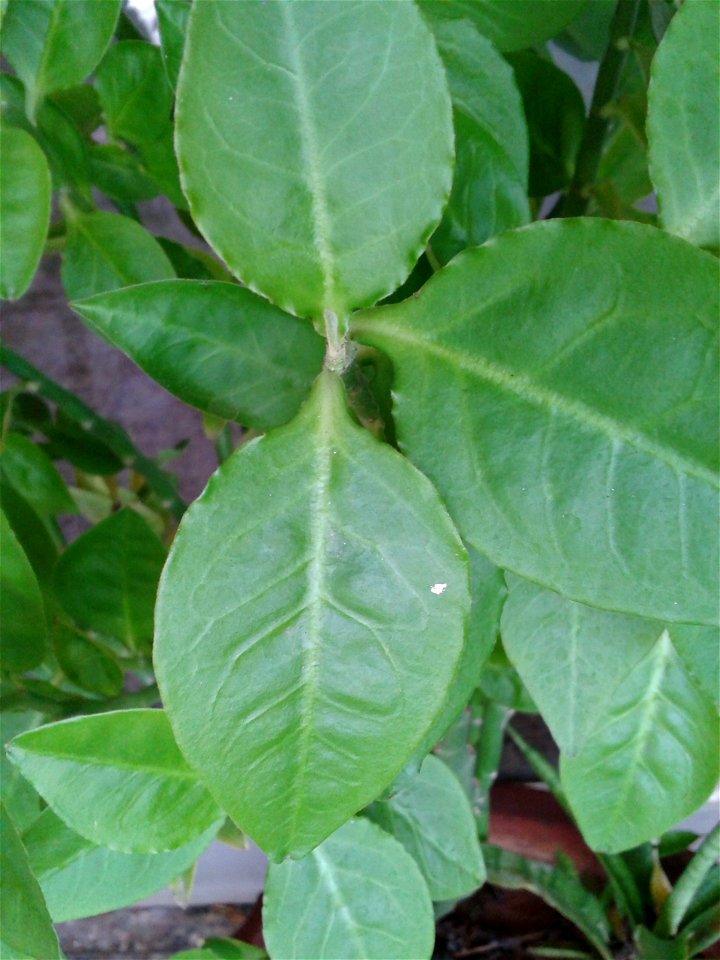 கண்ணாடிக் கள்ளி  
Botanical name- Euphorbia tithymaloides
Common names - Buck-thorn
Garden plant; Root is emetic.Eenzyme  extracted from the plant's latex is effective

against  intestinal worms;Leaf-