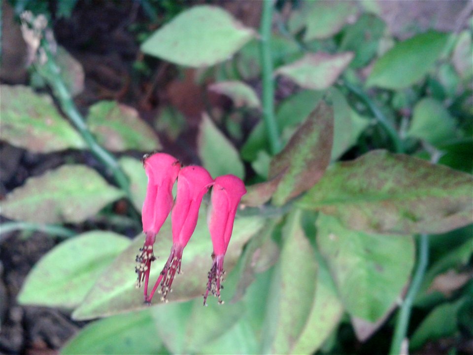 கண்ணாடிக் கள்ளி  
Botanical name- Euphorbia tithymaloides
Common names - Buck-thorn
Garden plant; Root is emetic.Eenzyme  extracted from the plant's latex is effective

against  intestinal worms;Leaf-