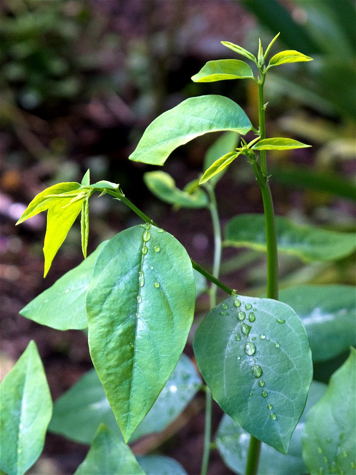 Sprouting shoots of Sauropus androgynus