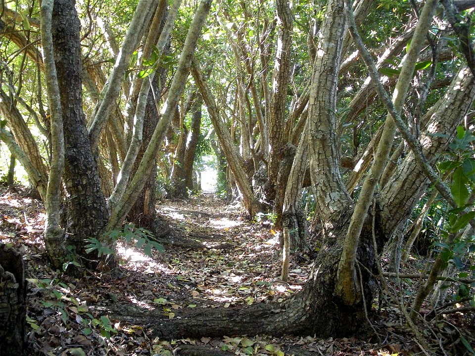 Calophyllum inophyllum in Japan Bonin Islands Hahajima Island