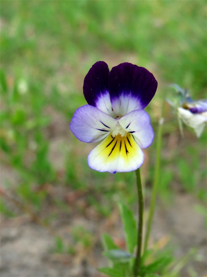Großblütiges Acker-Stiefmütterchen (Viola arvensis ssp. megalantha) bei Reilingen