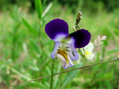 Großblütiges Acker-Stiefmütterchen (Viola arvensis ssp. megalantha) bei Reilingen
