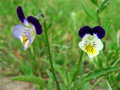 Großblütiges Acker-Stiefmütterchen (Viola arvensis ssp. megalantha) bei Reilingen