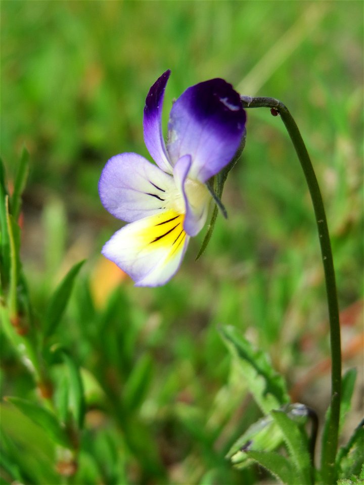Großblütiges Acker-Stiefmütterchen (Viola arvensis ssp. megalantha) bei Reilingen