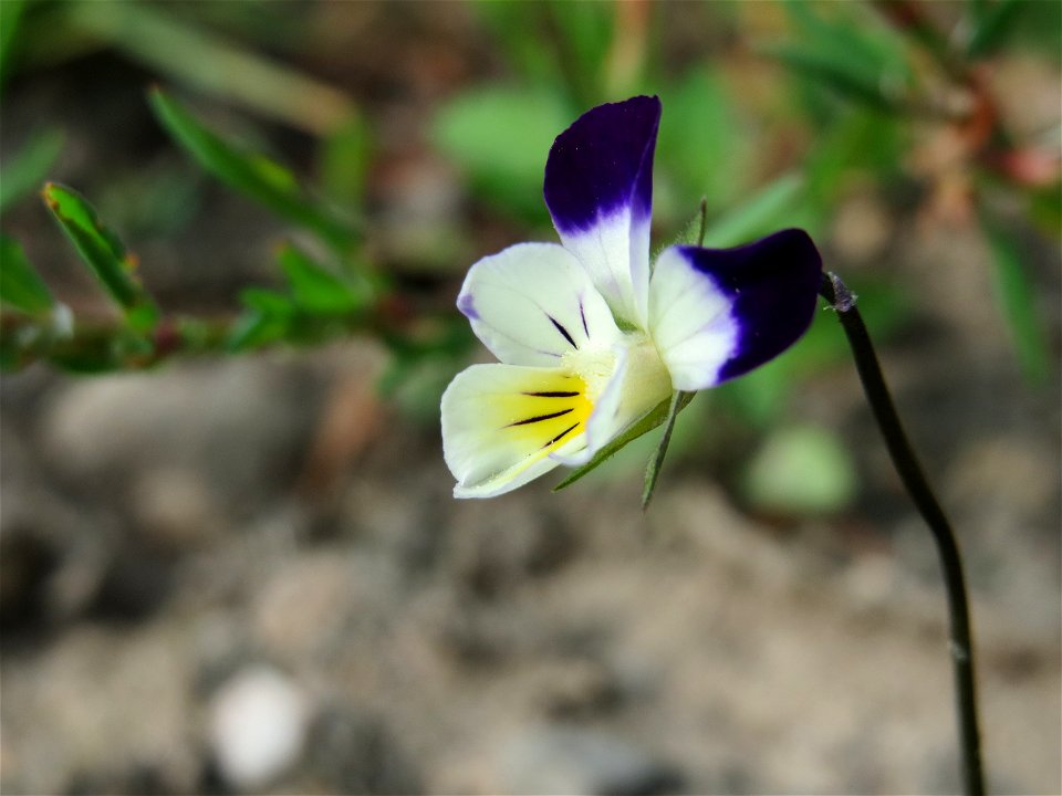 Großblütiges Acker-Stiefmütterchen (Viola arvensis ssp. megalantha) bei Reilingen