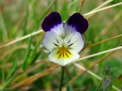 Großblütiges Acker-Stiefmütterchen (Viola arvensis ssp. megalantha) bei Reilingen