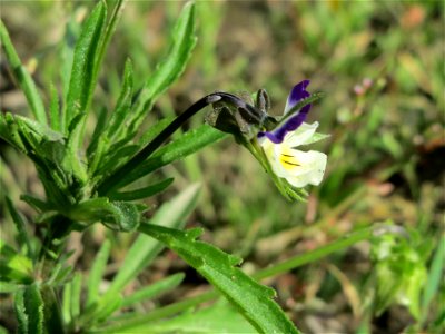 Großblütiges Acker-Stiefmütterchen (Viola arvensis ssp. megalantha) bei Reilingen