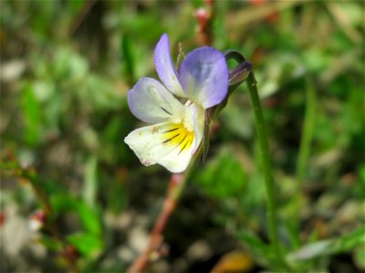 Großblütiges Acker-Stiefmütterchen (Viola arvensis ssp. megalantha) bei Reilingen