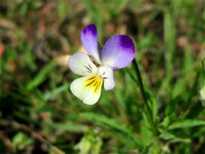 Großblütiges Acker-Stiefmütterchen (Viola arvensis ssp. megalantha) bei Reilingen