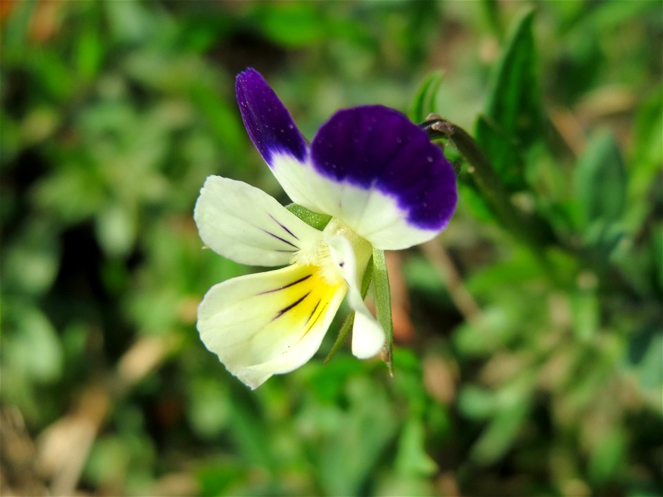 Großblütiges Acker-Stiefmütterchen (Viola arvensis ssp. megalantha) bei Reilingen
