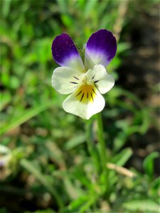 Großblütiges Acker-Stiefmütterchen (Viola arvensis ssp. megalantha) bei Reilingen