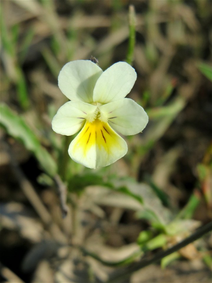 Großblütiges Acker-Stiefmütterchen (Viola arvensis ssp. megalantha) bei Reilingen