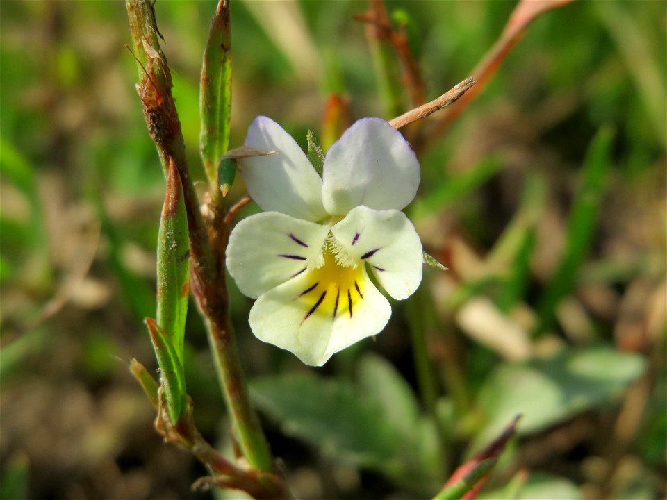 Großblütiges Acker-Stiefmütterchen (Viola arvensis ssp. megalantha) bei Reilingen