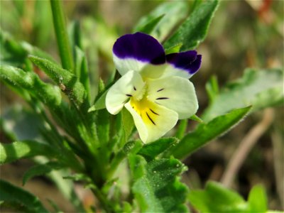 Großblütiges Acker-Stiefmütterchen (Viola arvensis ssp. megalantha) bei Reilingen