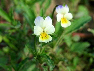 Großblütiges Acker-Stiefmütterchen (Viola arvensis ssp. megalantha) bei Hockenheim