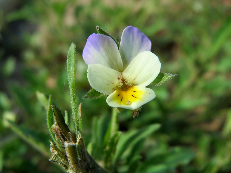 Großblütiges Acker-Stiefmütterchen (Viola arvensis ssp. megalantha) bei Hockenheim