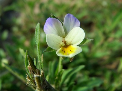 Großblütiges Acker-Stiefmütterchen (Viola arvensis ssp. megalantha) bei Hockenheim