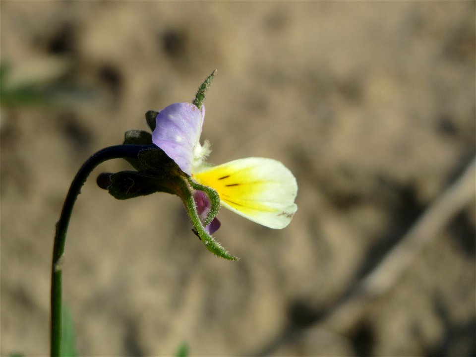 Großblütiges Acker-Stiefmütterchen (Viola arvensis ssp. megalantha) bei Hockenheim